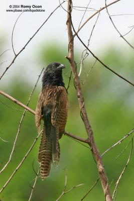 Lesser Coucal 

Scientific name - Centropus bengalensis 

Habitat - Common in grassland and open country, often perched at top of grass. 
