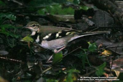 Forest Wagtail 

Scientific name - Dendronanthus indicus 

Habitat - Rare, in forest and second growth, also in ricefields and mangroves.
