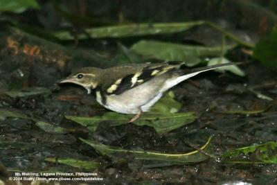 Forest Wagtail 

Scientific name - Dendronanthus indicus 

Habitat - Rare, in forest and second growth, also in ricefields and mangroves. 
