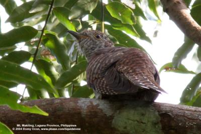Oriental Cuckoo
(a hepatic female)

Scientific name - Cuculus saturatus

Habitat - Uncommon in forest and edge.