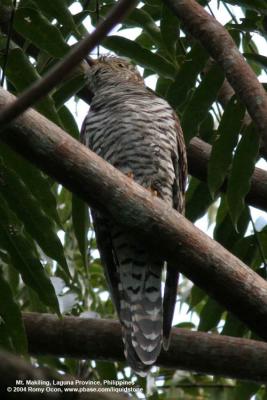 Oriental Cuckoo
(a hepatic female)

Scientific name - Cuculus saturatus

Habitat - Uncommon in forest and edge.