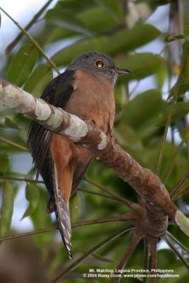 Brush Cuckoo 

Scientific name - Cacomantis variolosus sepulcralis 

Habitat - Coastal mangrove to montane mossy forest.
