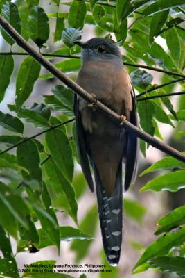 Brush Cuckoo 

Scientific name - Cacomantis variolosus sepulcralis 

Habitat - Coastal mangrove to montane mossy forest.
