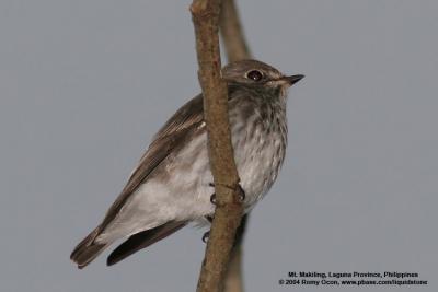 Grey-streaked Flycatcher 

Scientific name - Muscicapa griseisticta 

Habitat - Conspicuously perches in tops of trees in forest, edge and open areas.
