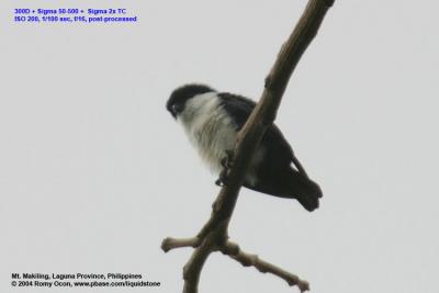 Philippine Falconet 
(a Philippine endemic) 

Scientific name - Microhierax erythrogenys erythrogenys 

Habitat - Open forest and edge. 
