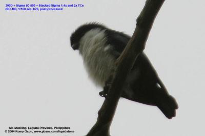 Philippine Falconet 
(a Philippine endemic) 

Scientific name - Microhierax erythrogenys erythrogenys 

Habitat - Open forest and edge. 
