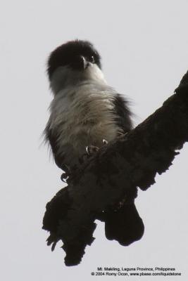 Philippine Falconet 
(a Philippine endemic) 

Scientific name - Microhierax erythrogenys erythrogenys 

Habitat - Open forest and edge. 

[Focal length = 1600 mm with 4x TC, aperture = f/32]