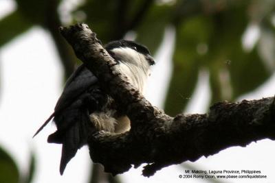 Philippine Falconet 
(a Philippine endemic) 

Scientific name - Microhierax erythrogenys erythrogenys 

Habitat - Open forest and edge. 

[Focal length = 1600 mm with 4x TC, aperture = f/32]