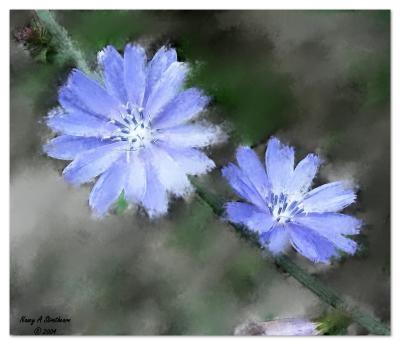 Chickory Painted