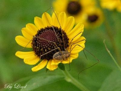 u8/lloydl/medium/32887050.Spidey060.jpg
