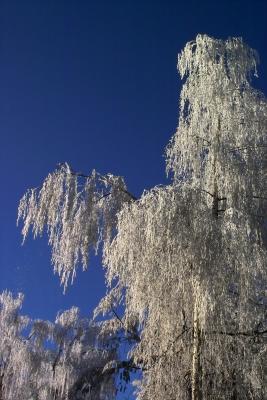 Weeping Ice