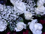 white roses from Jena