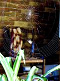 uninvited guest 1