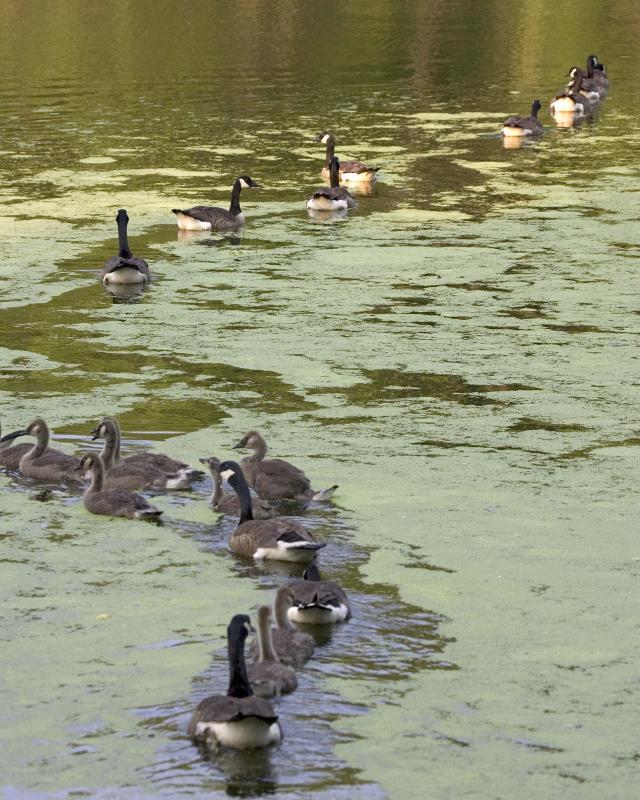 Geese - Water Trail