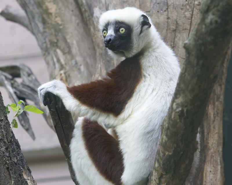 Lemur