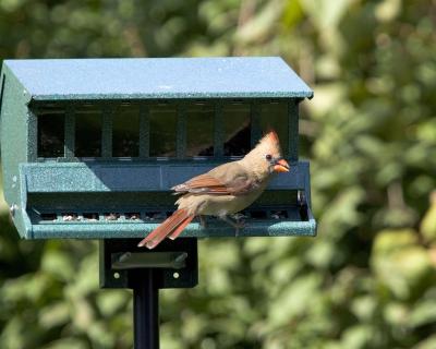 Female Cardinal - Feeder 1