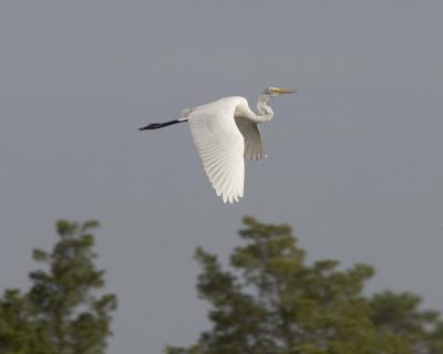 Great Egret - Flying 1