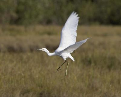 Great Egret - Flying 2