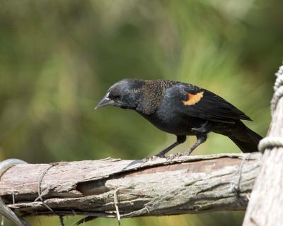 Male Redwing Blackbird - Branch 1