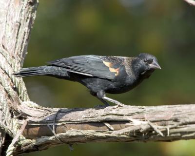 Male Redwing Blackbird - Branch 2