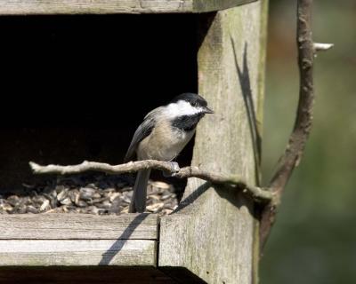 Chickadee - Feeder 2