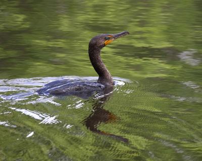 Cormorant - Swimming