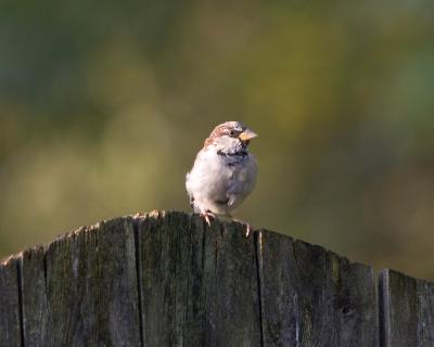 Sparrow - Fence 1