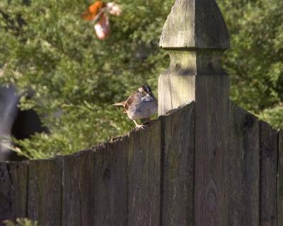 Sparrow - Fence 2