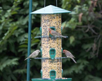 Sparrows - Feeder 1