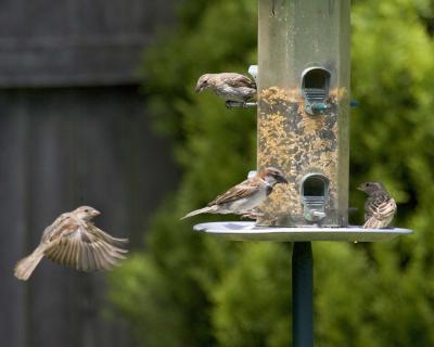 Sparrows - Feeder 3