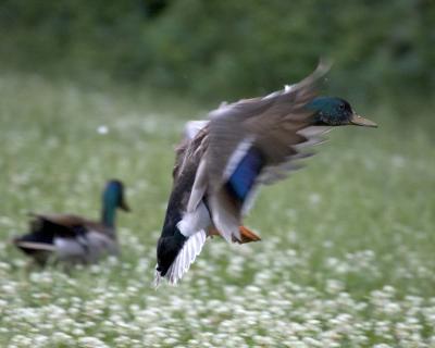 Duck - Flying 1