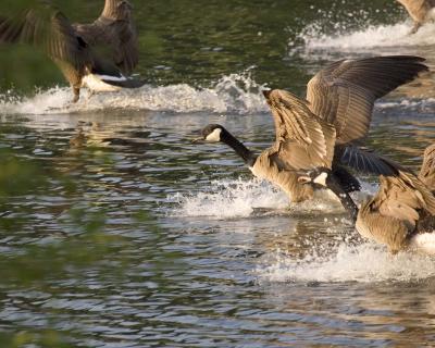 Geese - Flying