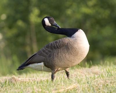 Goose - Itch