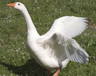 Goose - White