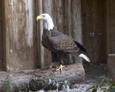 Bald Eagle