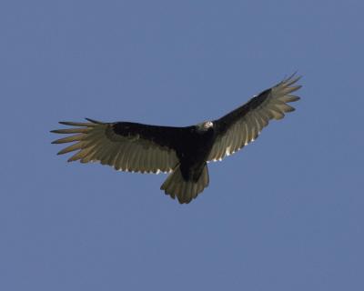 Turkey Vulture - Flying