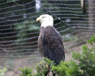 Bald Eagle - Profile