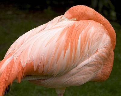 Flamingo - Sleeping