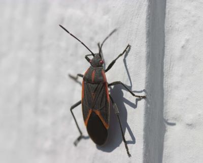 Beetle