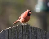 Male Cardinal - Fence