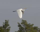 Great Egret - Flying 1