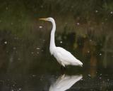 Great Egret - Wading