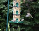 Sparrows - Feeder 2