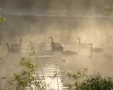 Geese - Dawn