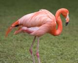 Flamingo - Standing