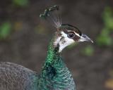 Peahen