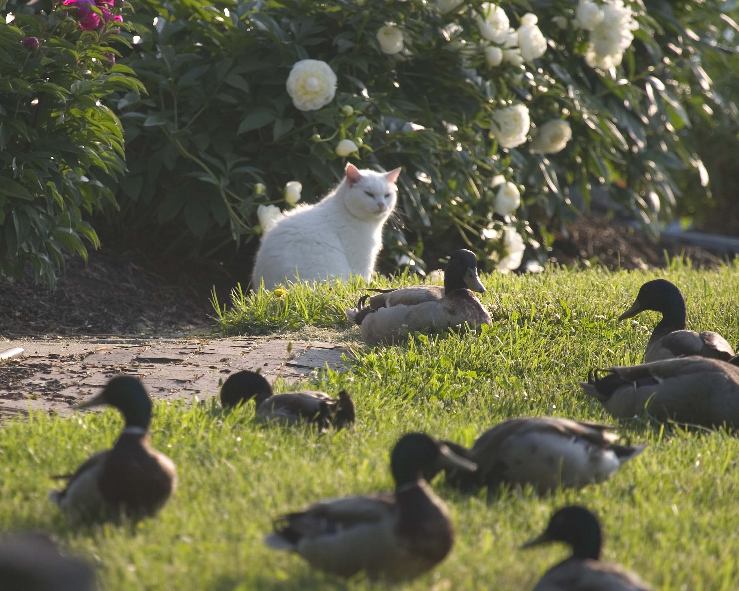 Ducks - Cat