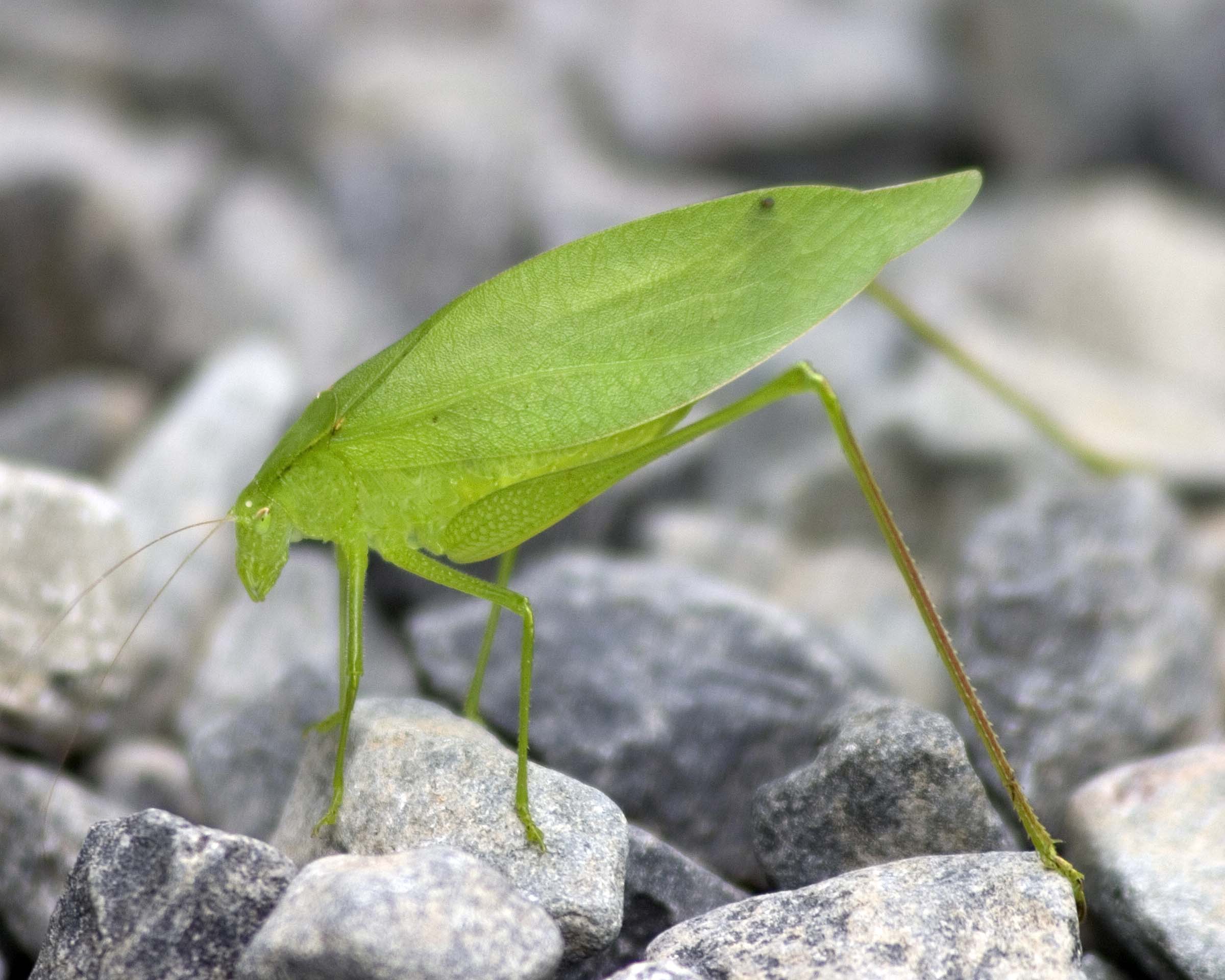 Katydid