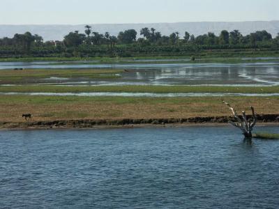 Green desert by the Nile