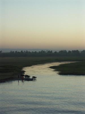 Water buffalos to cross the Nile